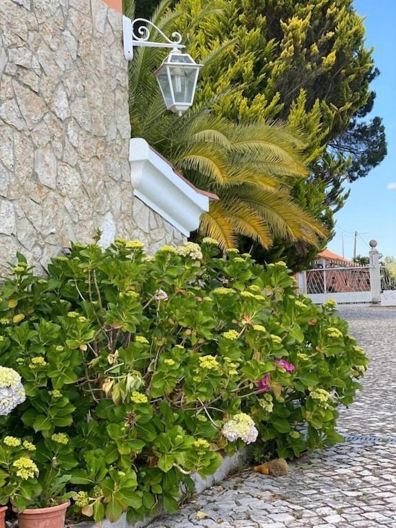 Quinta Do Alto Dos Pinheiros Villa Sao Joao da Ribeira ภายนอก รูปภาพ
